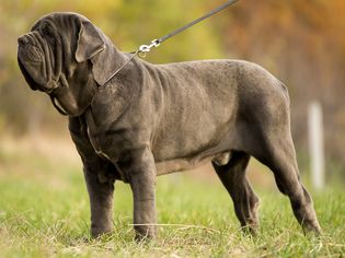 那不勒斯獒犬的侧面画像
