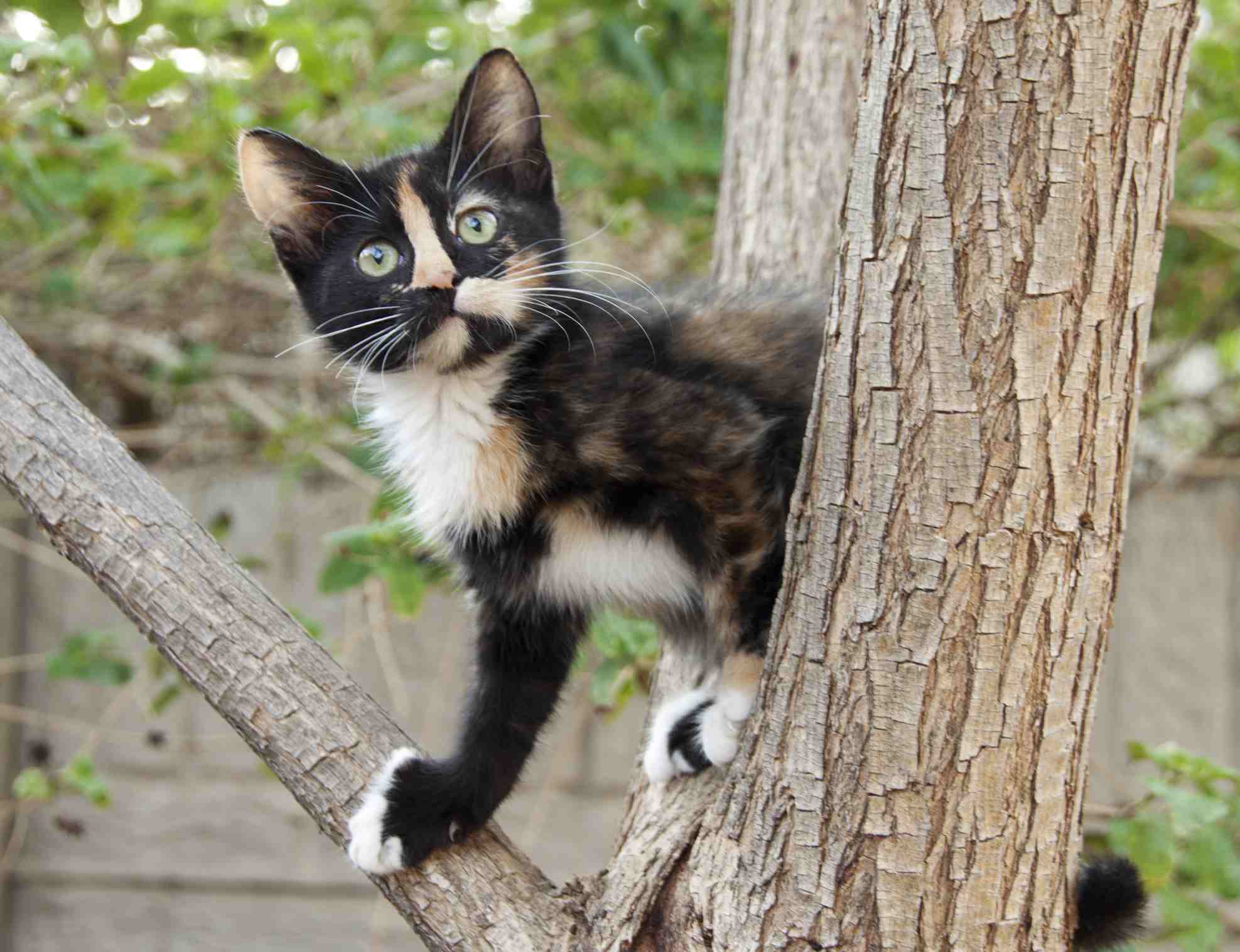 一只花猫在树上