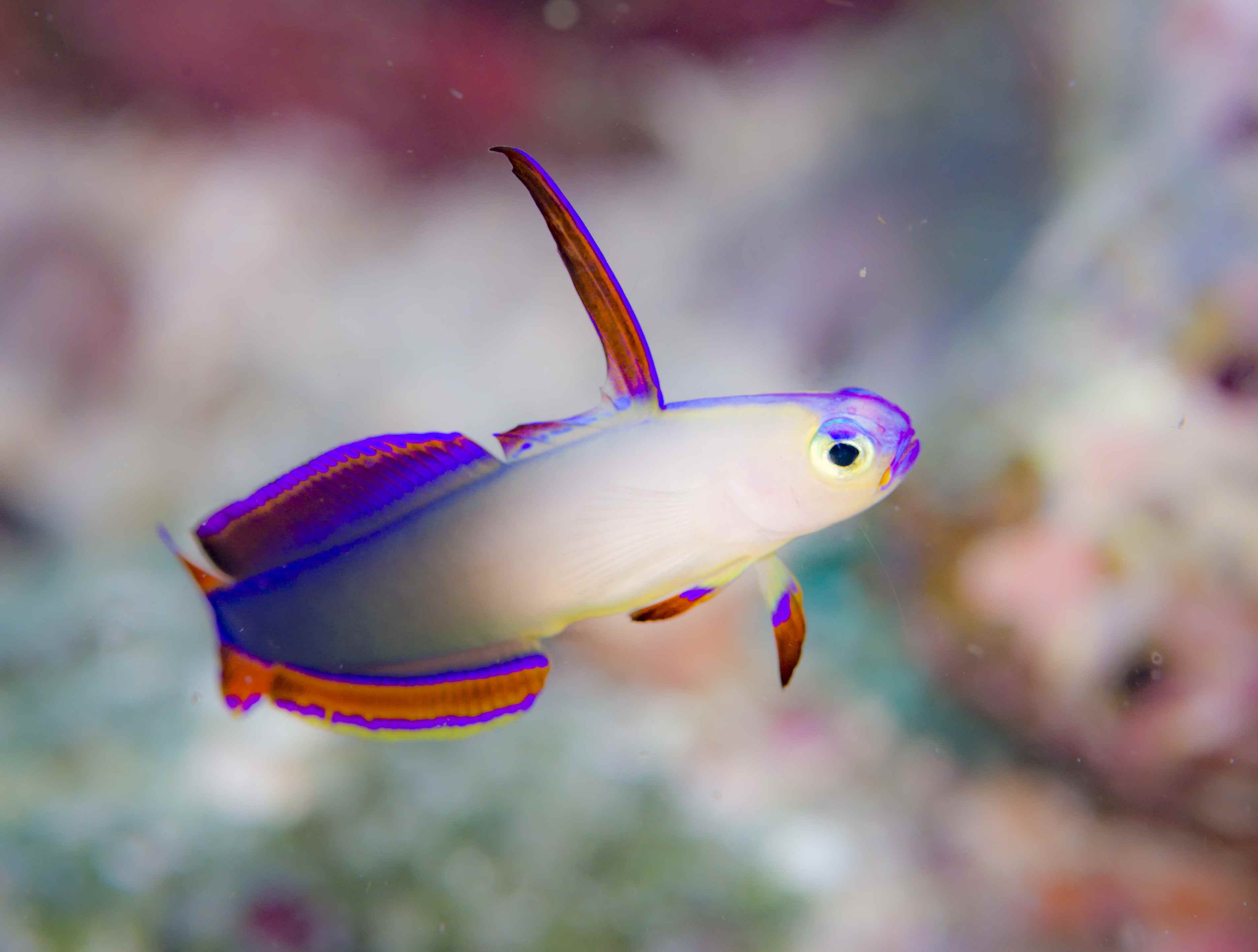 紫色Fire-goby