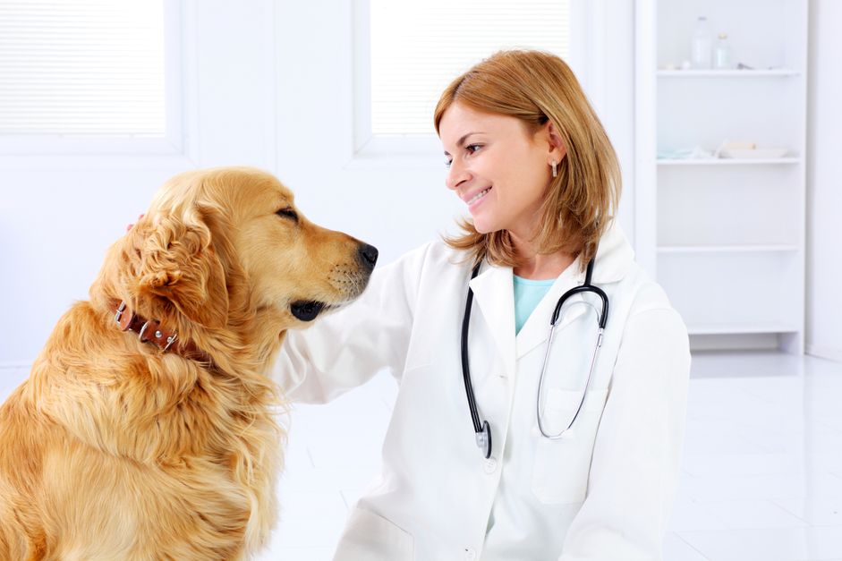 金毛寻回犬在看兽医。
