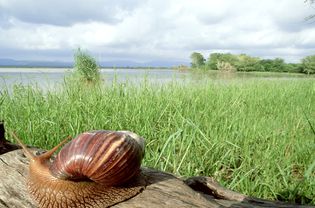 巨大的非洲蜗牛:achatina achatina mkuze zululand