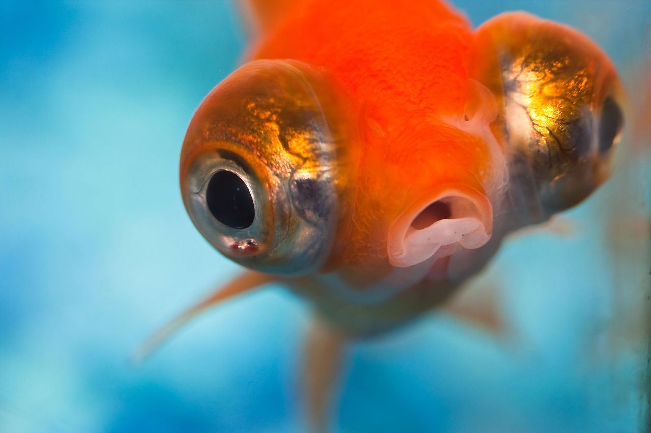 海里8个最可爱的水族馆小动物