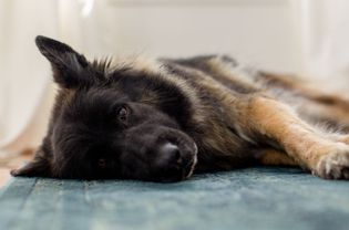 德国牧羊犬不会感到舒服