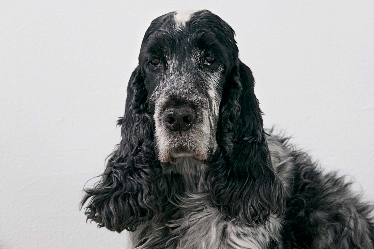 英国可卡犬肖像