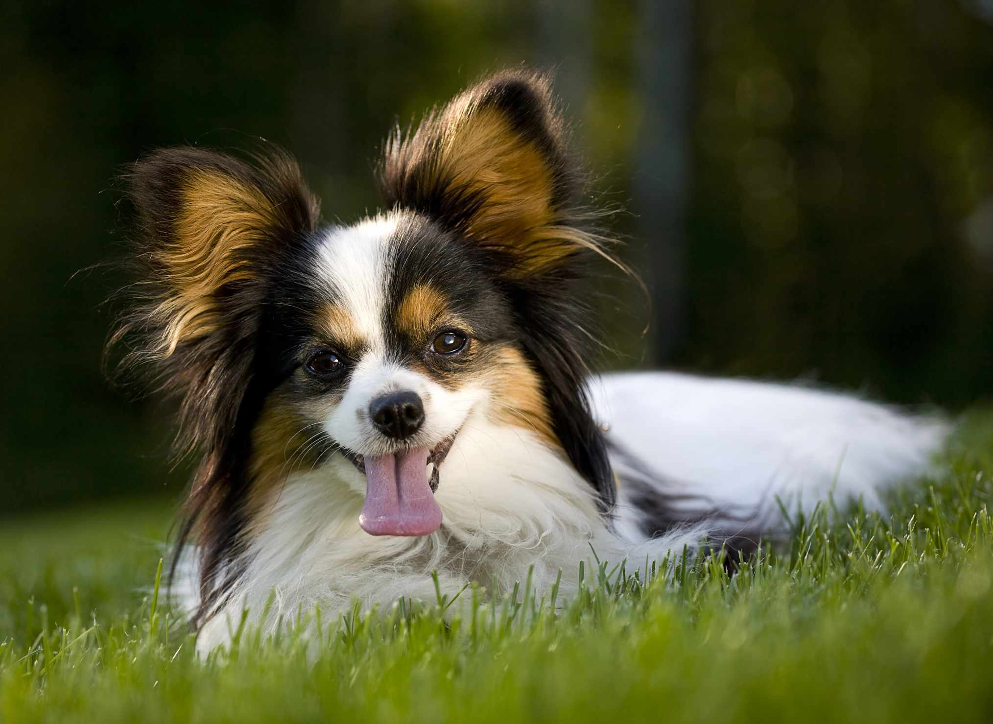 蝴蝶犬躺在草地上