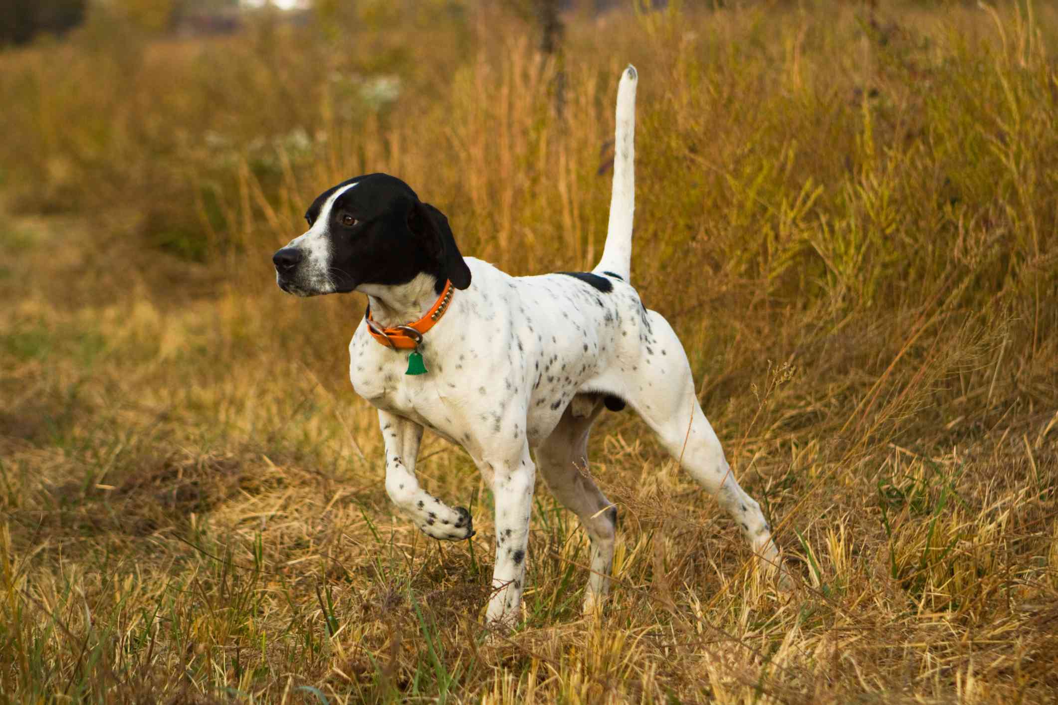 英国猎犬站在割过的茬地里指点