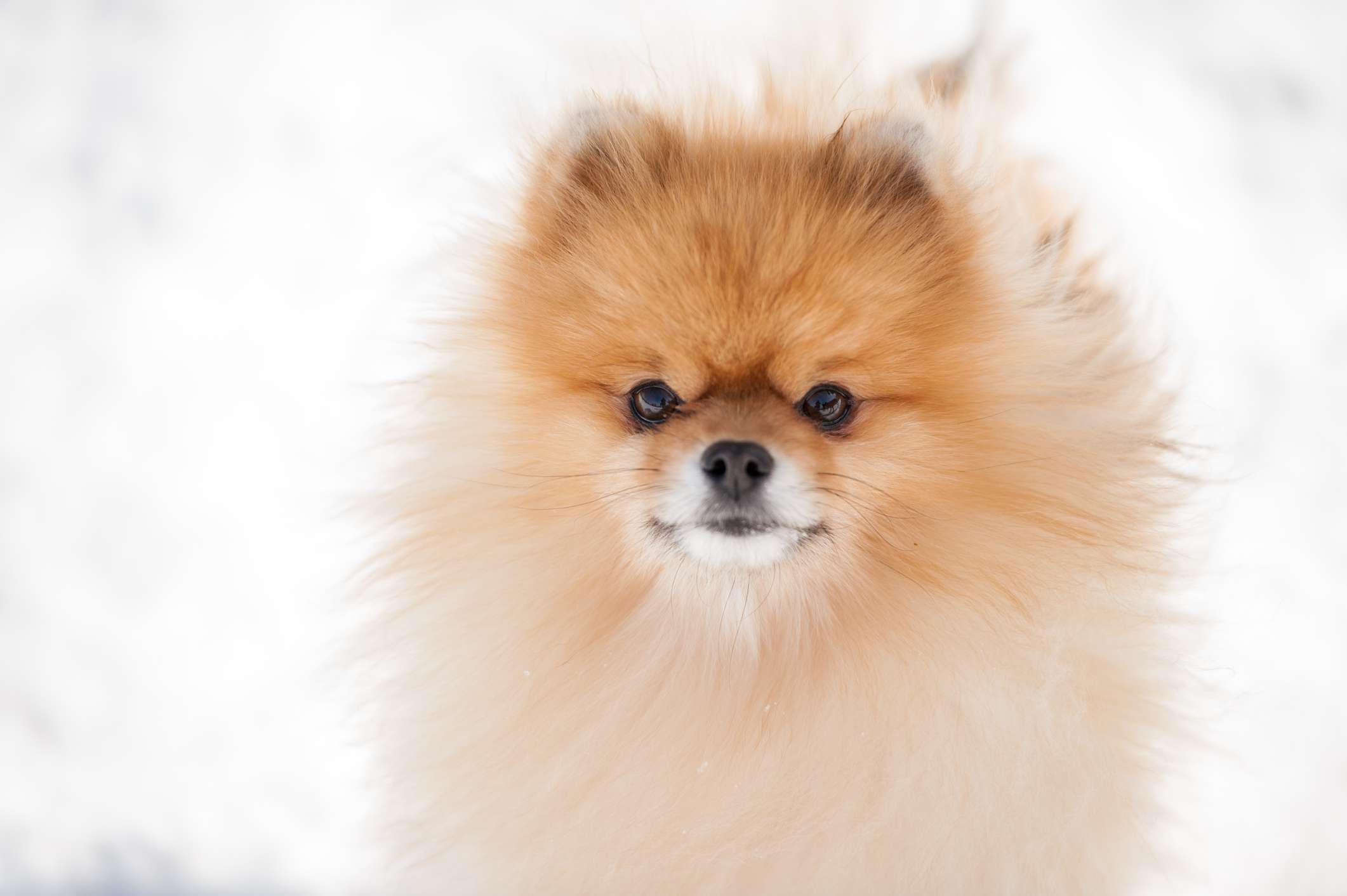 博美犬头部照片与模糊的雪景背景