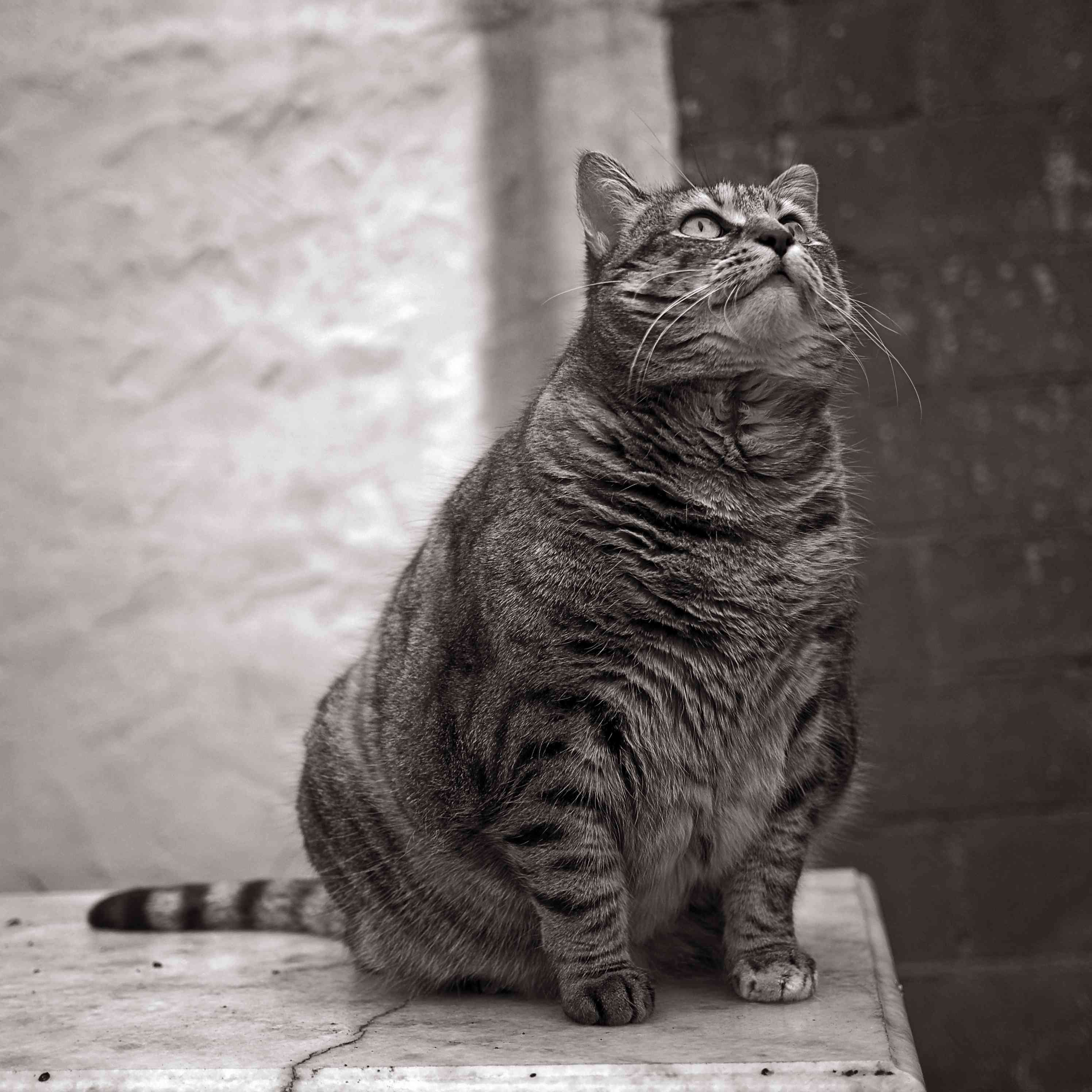 肥猫