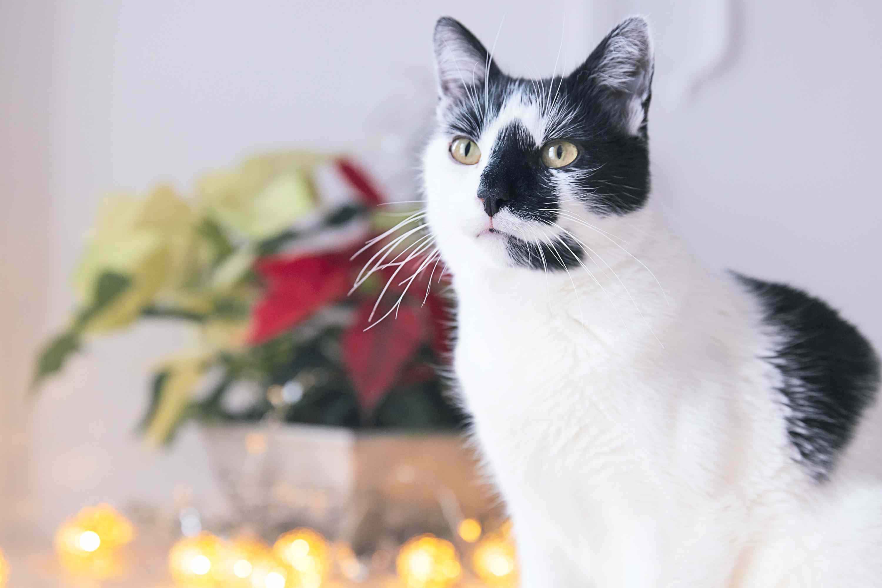 猫在一起坐在一起