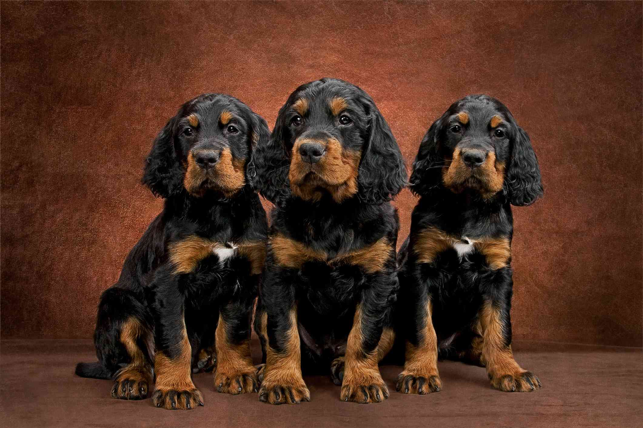 三只戈登猎犬