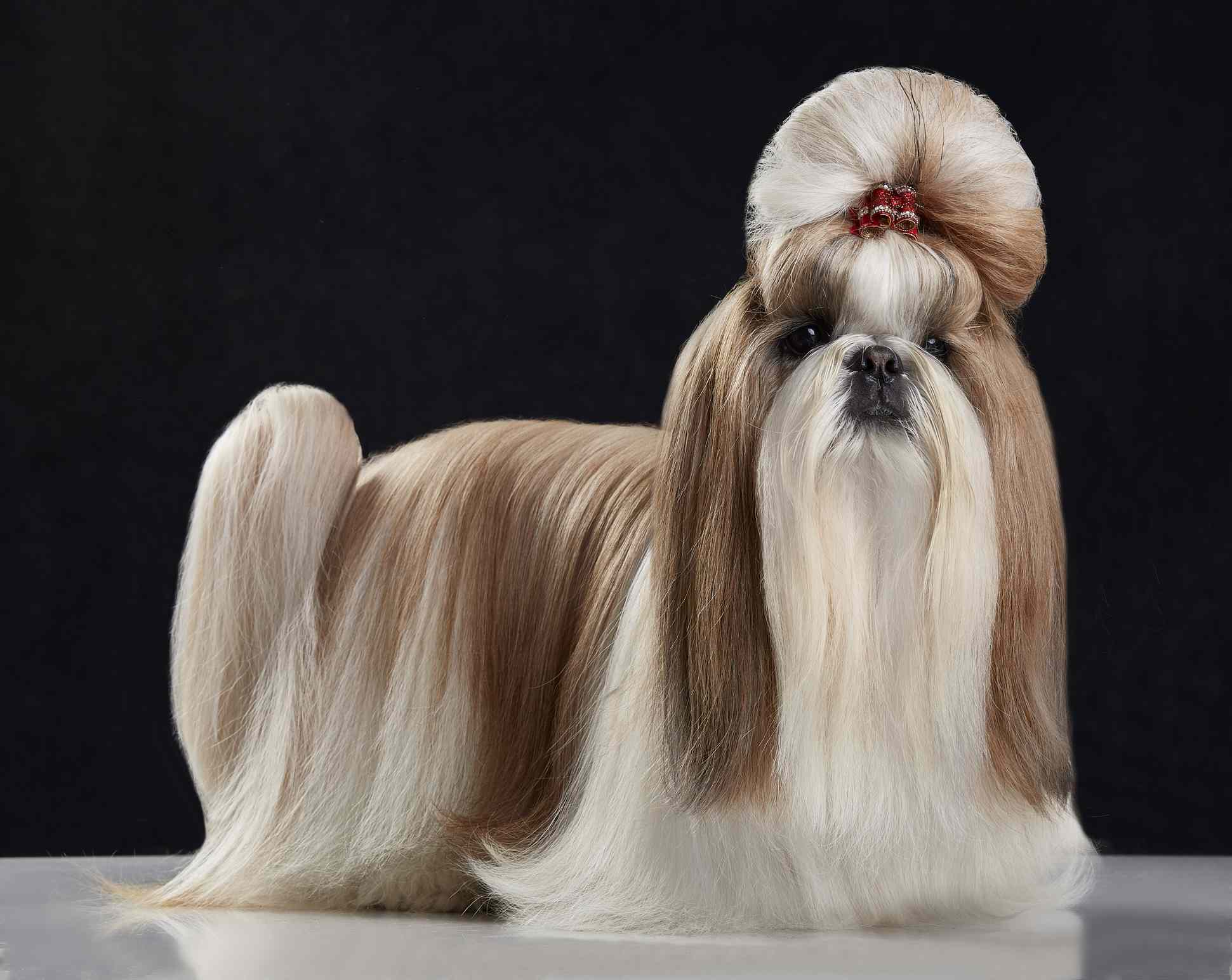 狮子狗