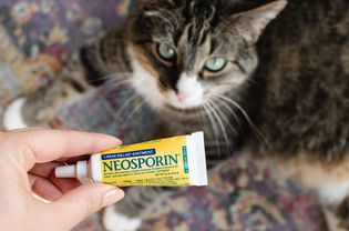 在棕色和白色的猫面前挤压包装的新孢霉素