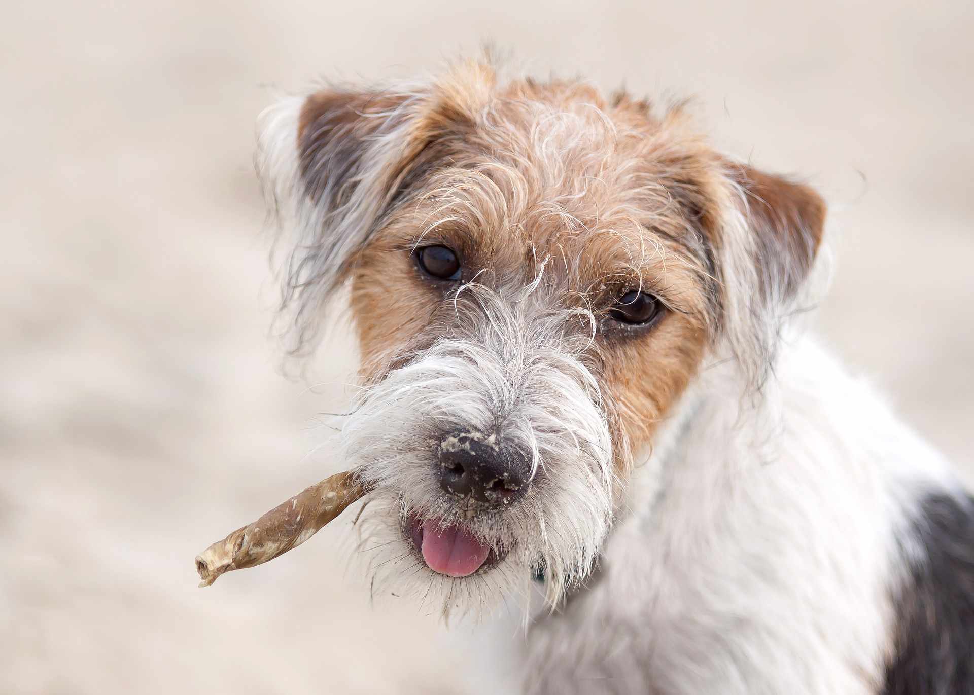 铁丝毛的杰克罗素猎犬，嘴里有咀嚼物