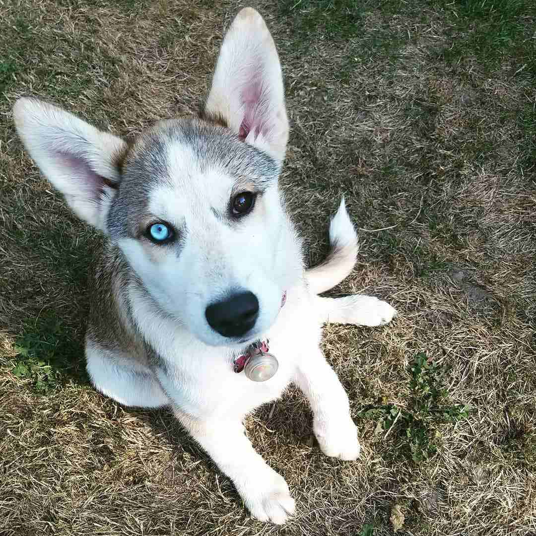 有两只不同颜色眼睛的西伯利亚哈士奇幼犬。
