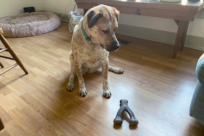 Dog staring at the Benebone Bacon Flavor Wishbone Tough Dog Chew Toy on the floor