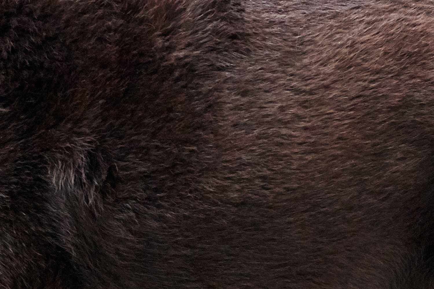 这是一只巧克力质地的拉布拉多猎犬的皮毛特写