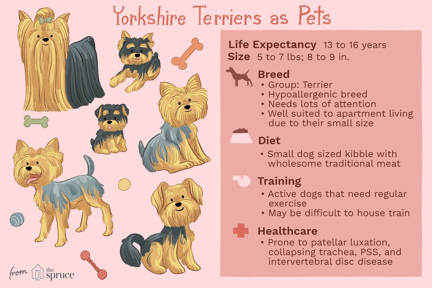 约克郡犬作为宠物插图