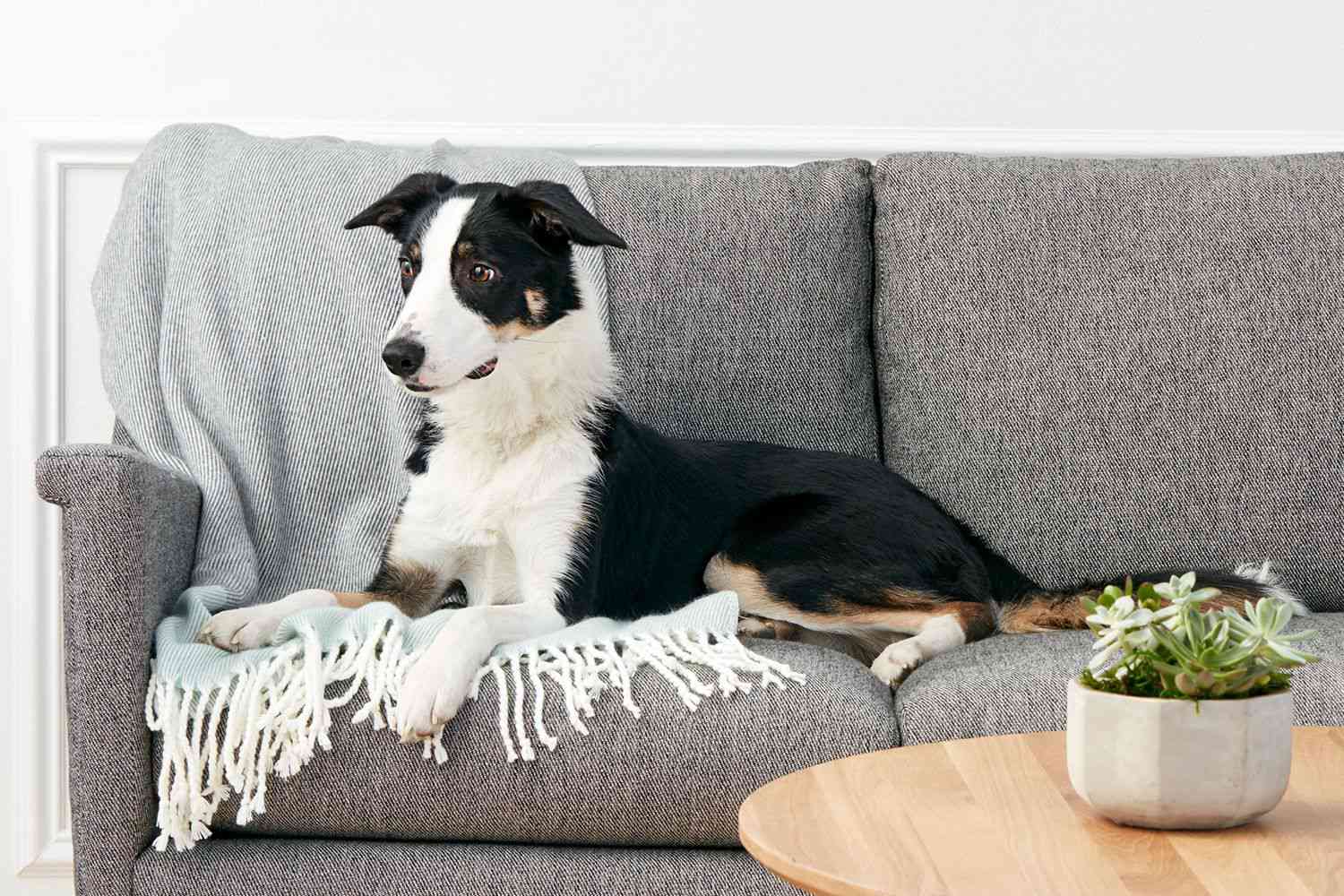边境牧羊犬躺在灰色沙发和灰色毛毯上