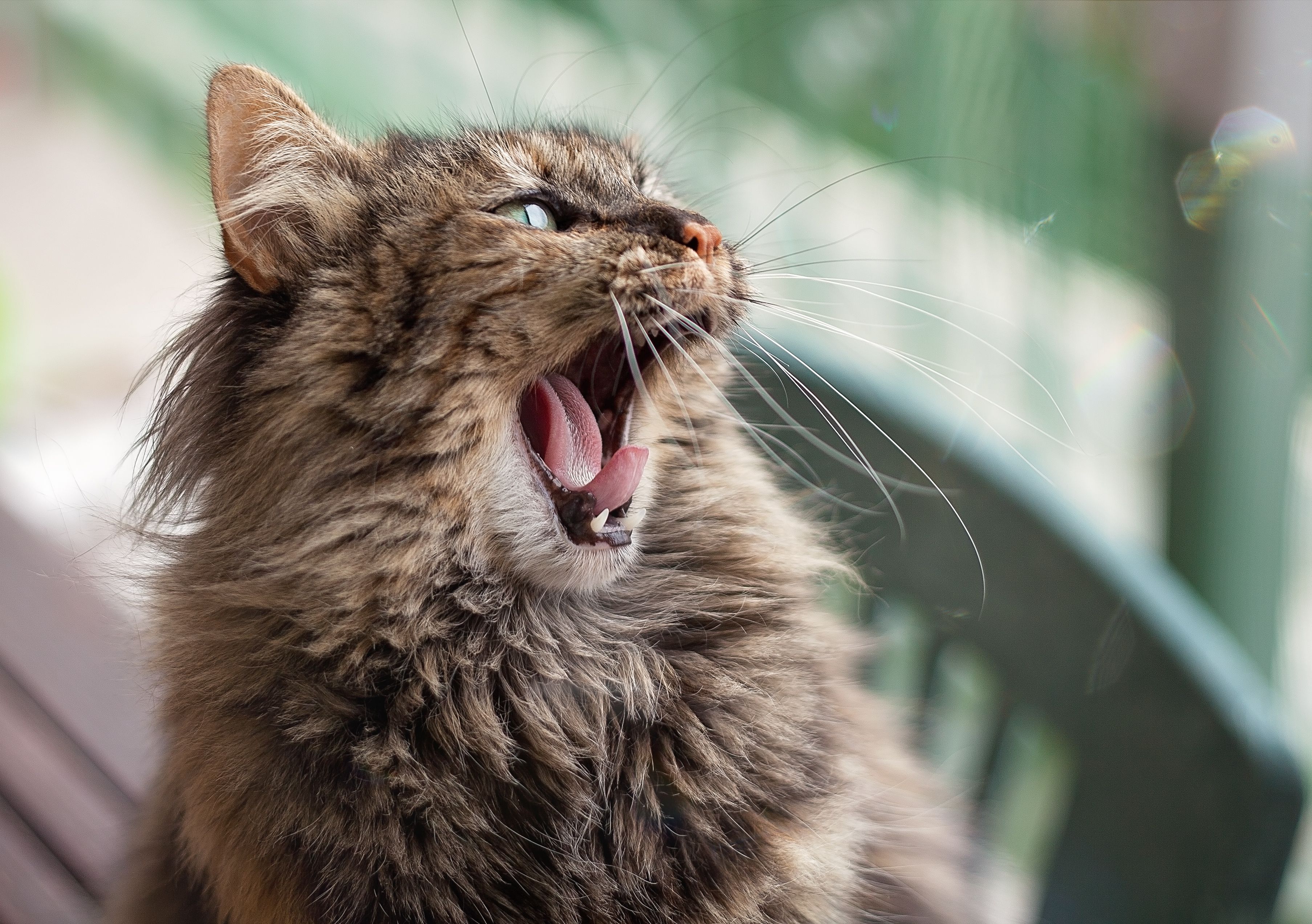 猫打呵欠