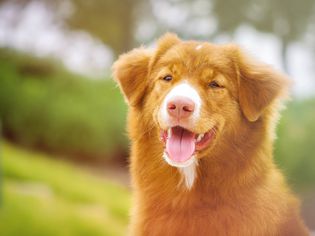 新斯科舍省鸭托灵猎犬在外面微笑