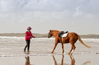 马在水上旅行时