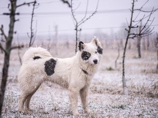 Yakutian莱卡犬