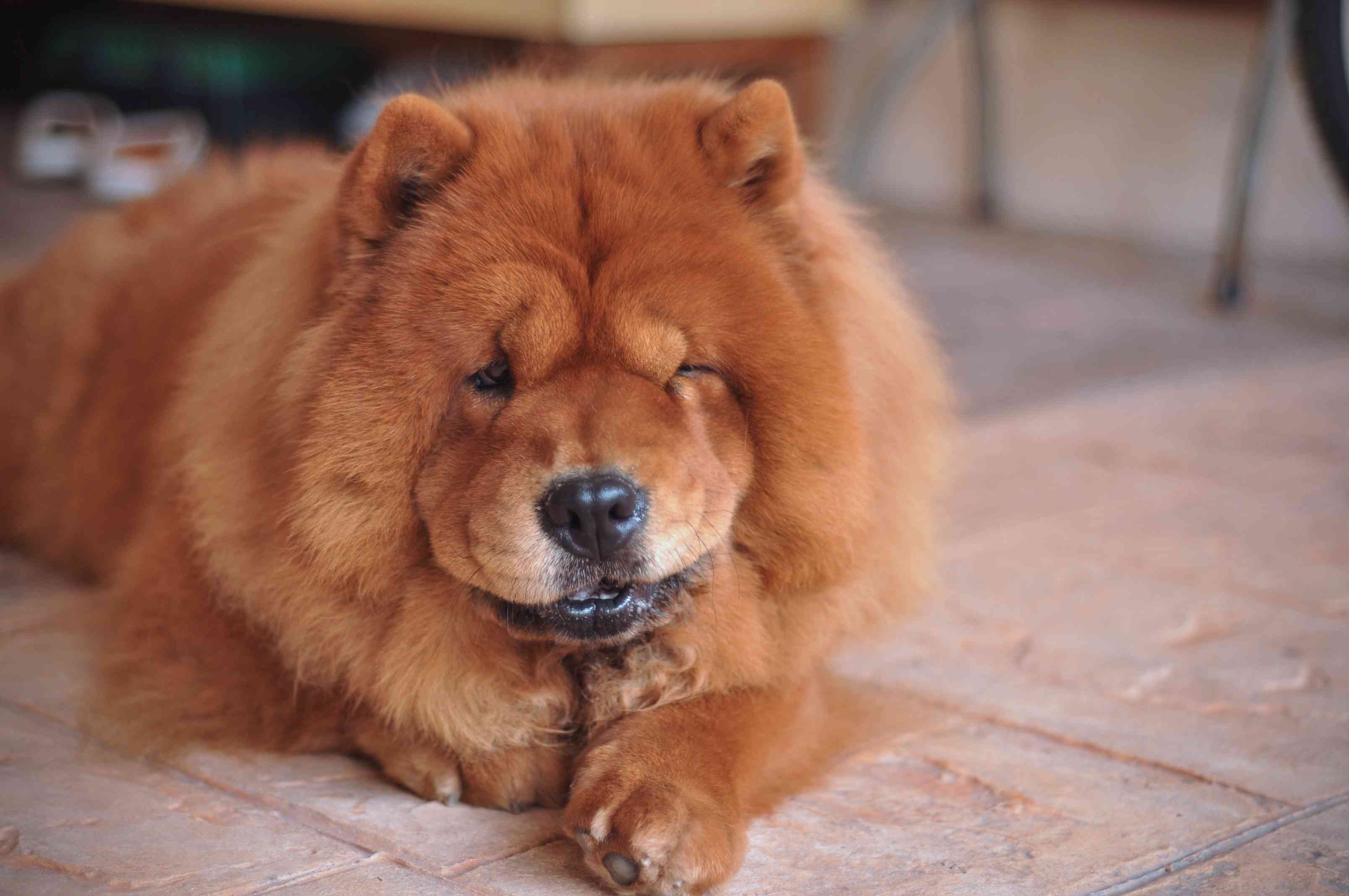 在婴儿的小猪圈里有一棵树