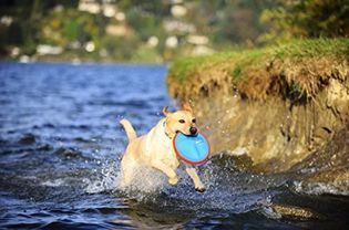 Chuckit! Paraflight Frisbee