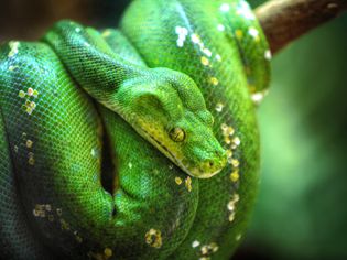 青树Python
