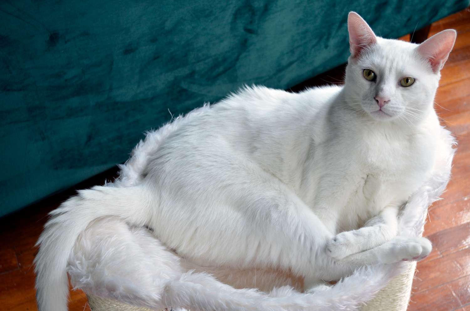 特里克西·巴扎猫吊床