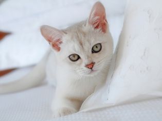 一个小猫在床上吃了一只小南瓜