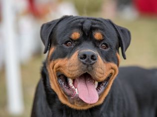 罗特韦尔犬伸出舌头微笑