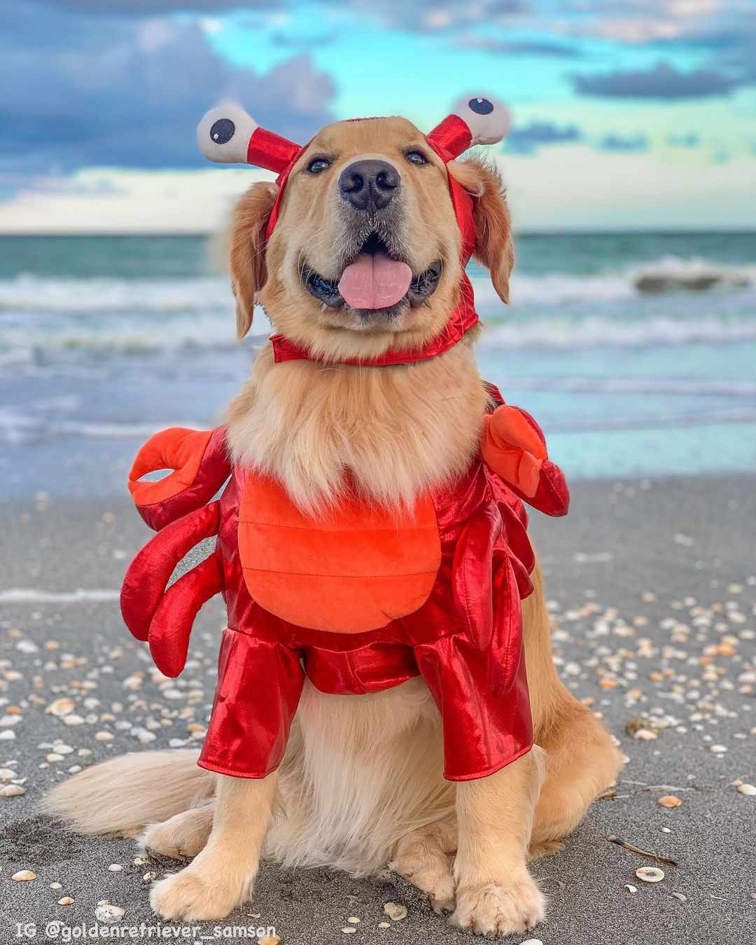 海滩上一只金毛猎犬打扮成螃蟹的样子。