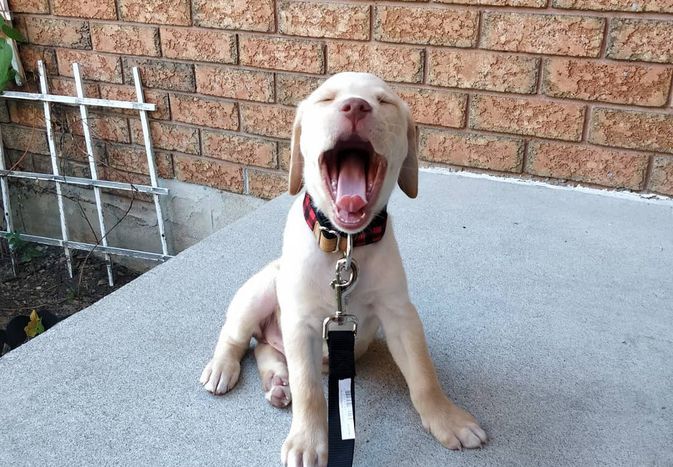 拉布拉多猎犬小狗打哈欠