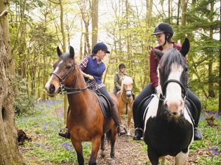 Horseback riders talking in a forest