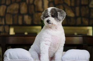 PetFusion终极宠物床和休息室