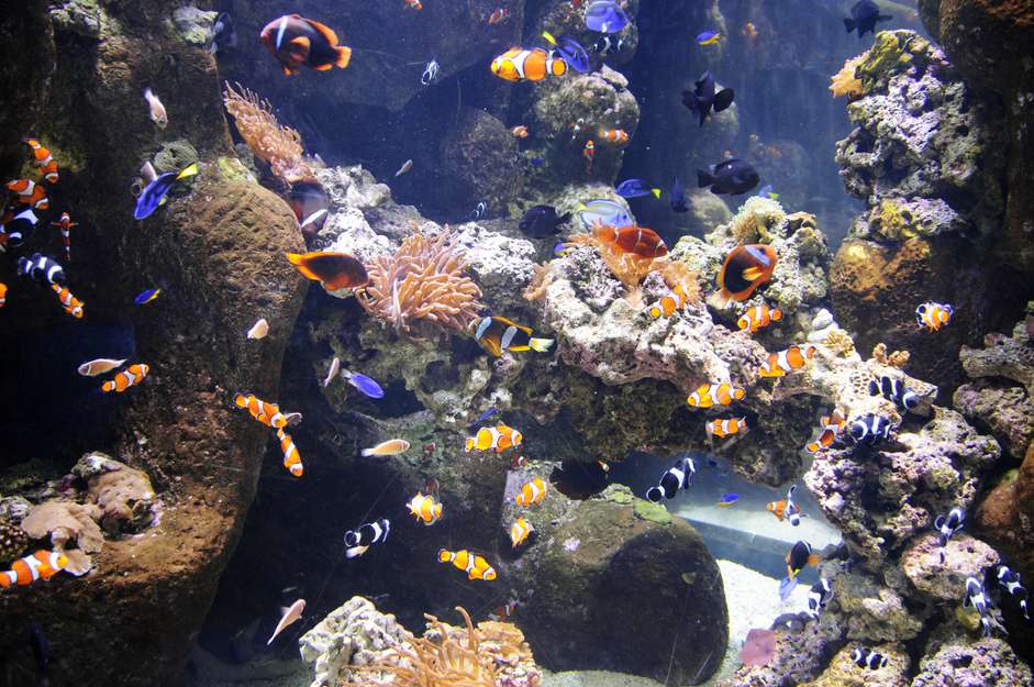 水族馆有多种颜色的鱼