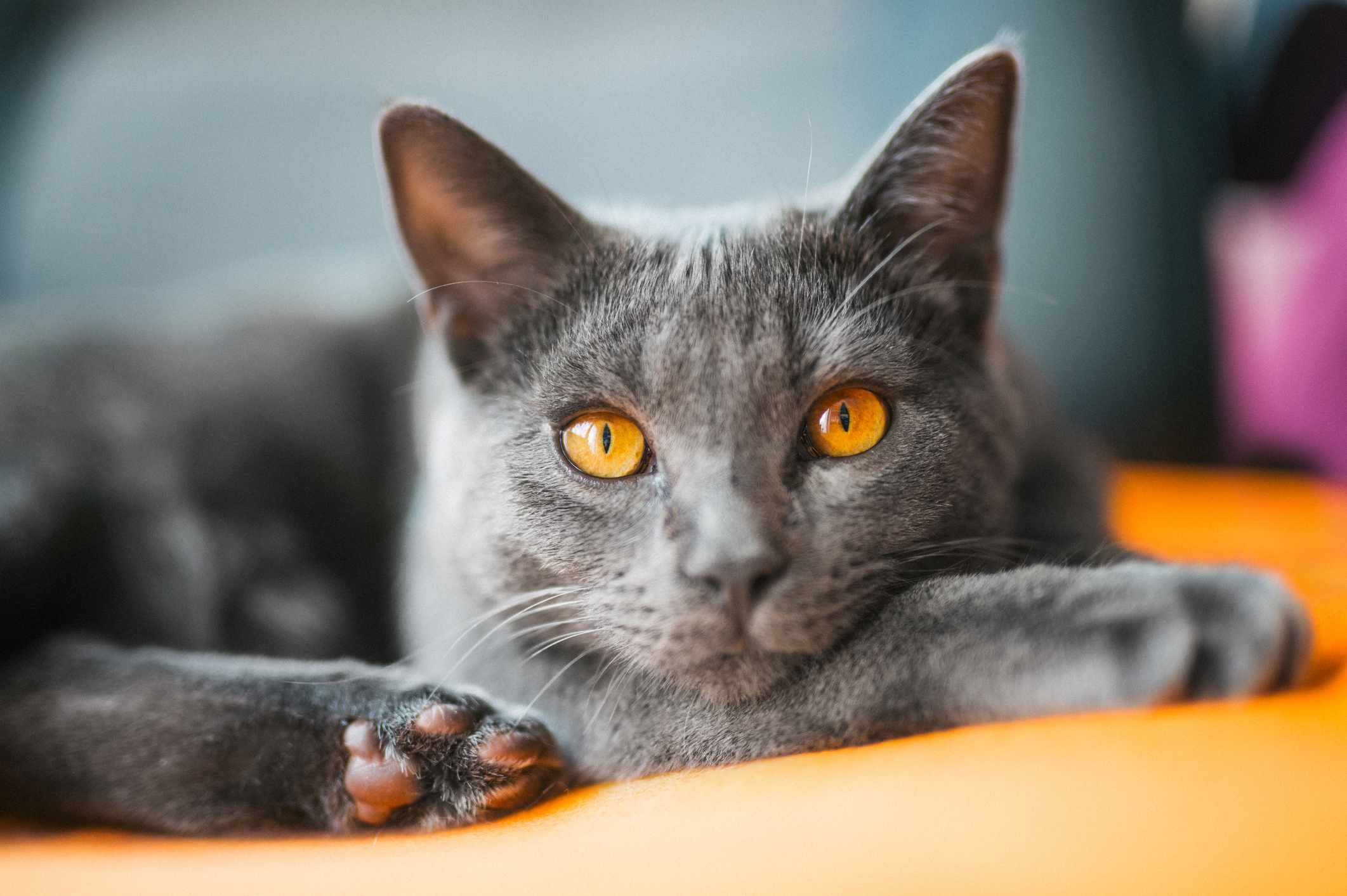 沙特尔猫特写