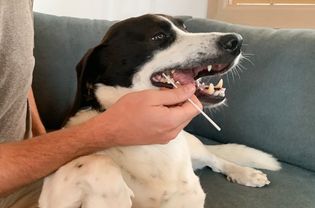 DNAffirm Dog Breed DNA Test