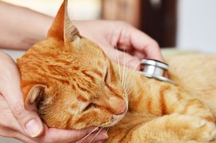 痛苦的猫