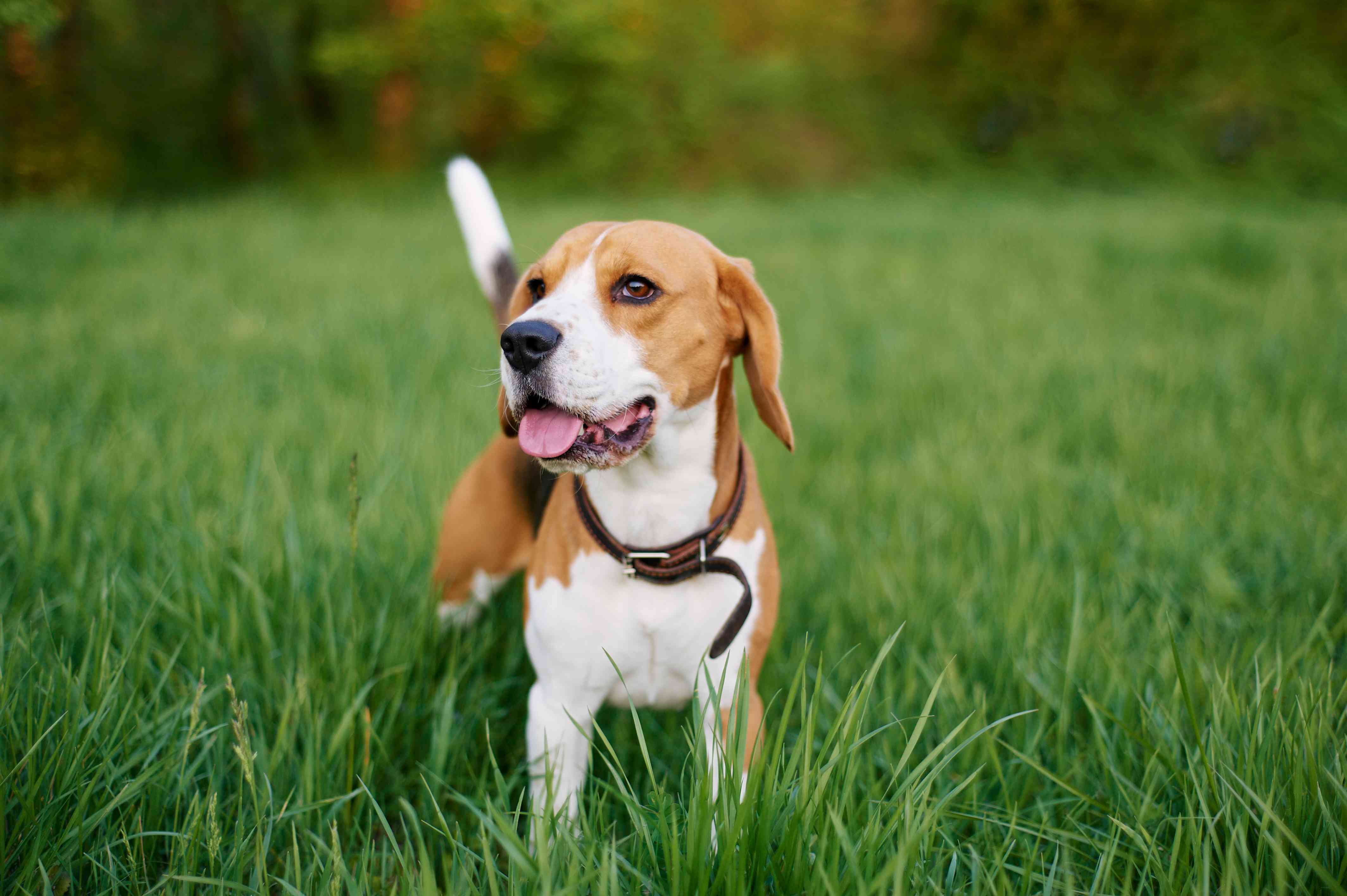 小猎犬站在草地上，伸出舌头。繁殖狗肖像。在公园散步的狗