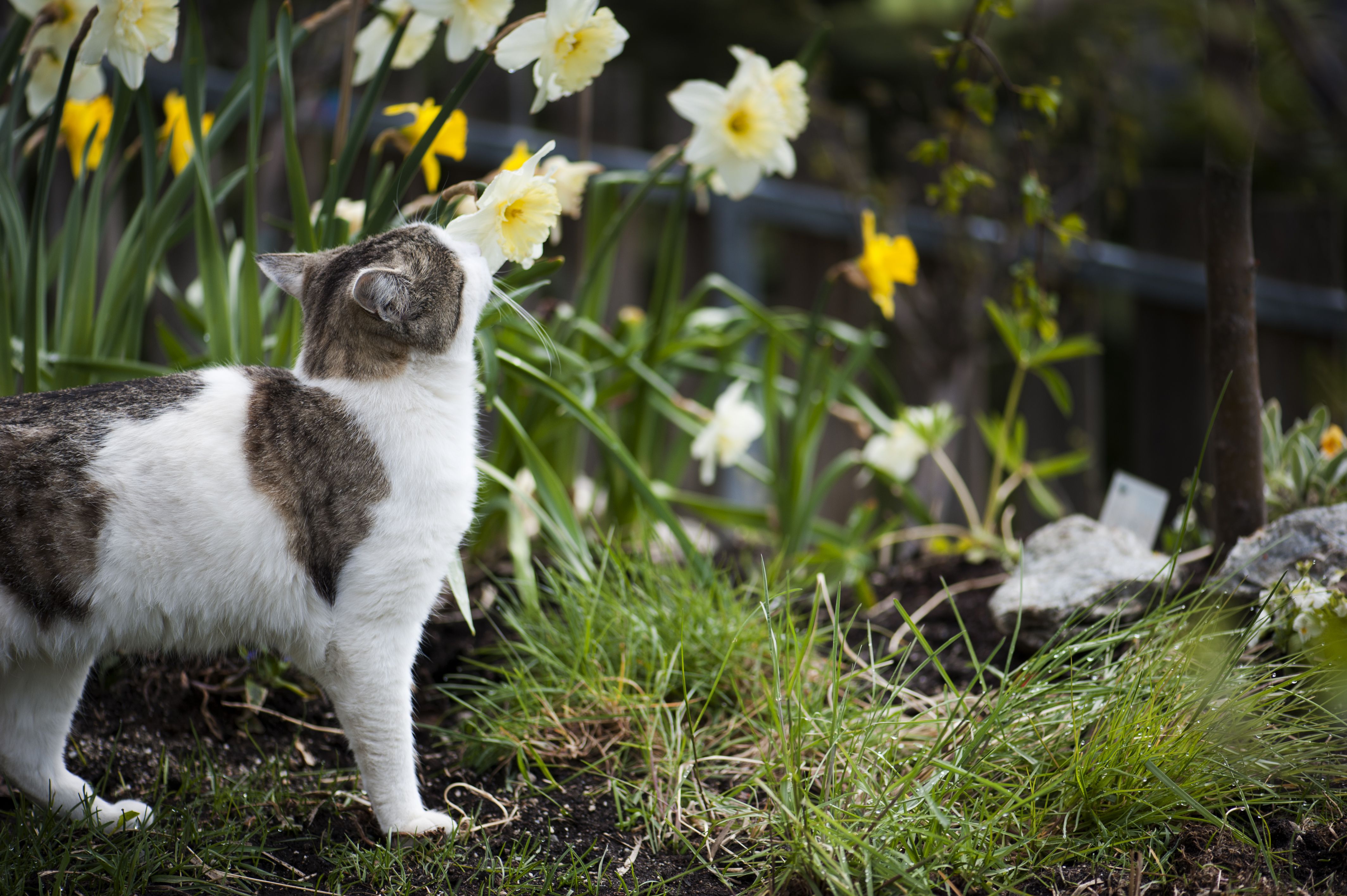 猫检查水仙花