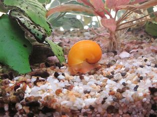 水族馆蜗牛