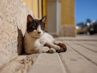 人行道上有一只野猫