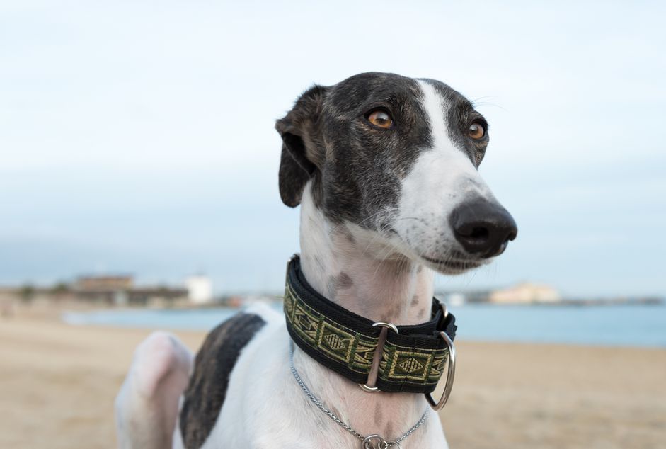 海滩上的西班牙Galgo