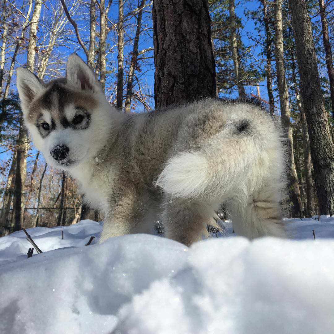一只西伯利亚哈士奇小狗在雪地里玩耍。