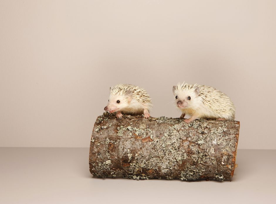 2 hedgehogs on log, studio shot