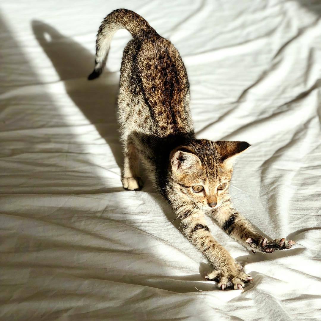 狼猫