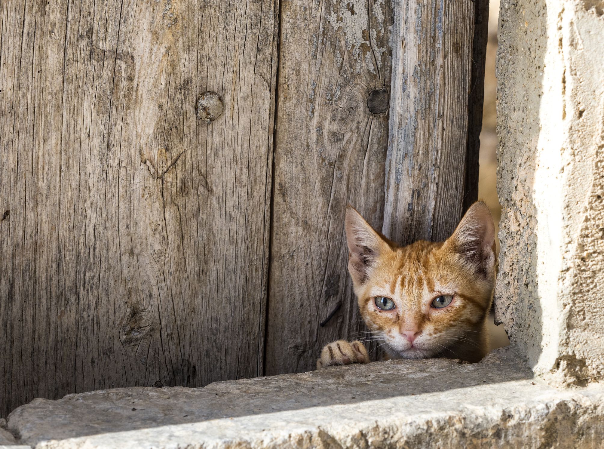 悲伤的街猫
