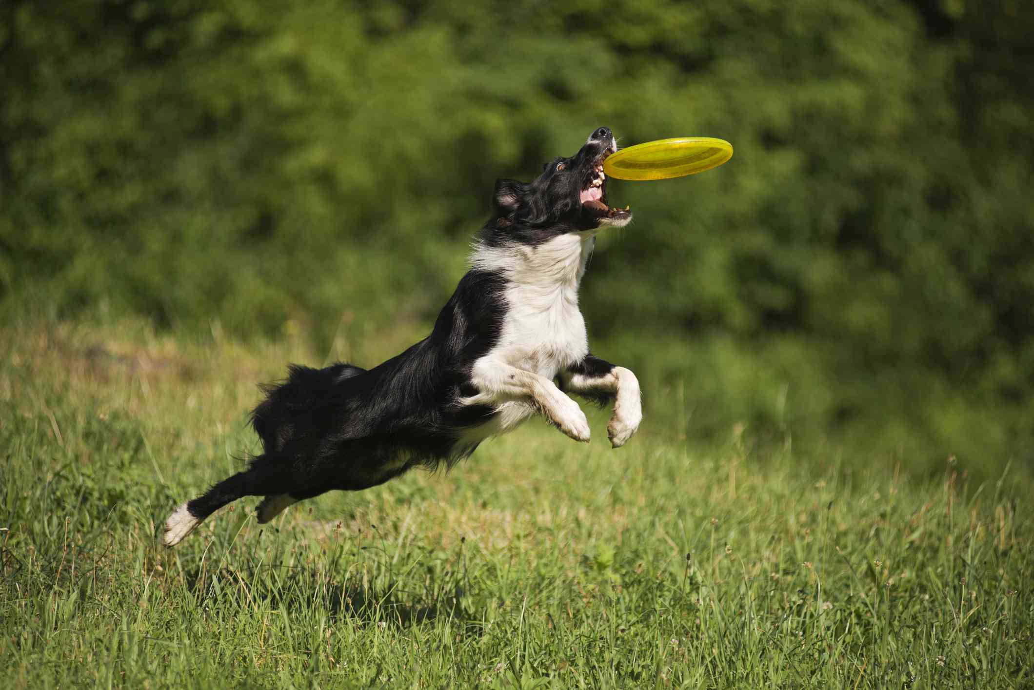 边境牧羊犬从绿色的草地上跳起来